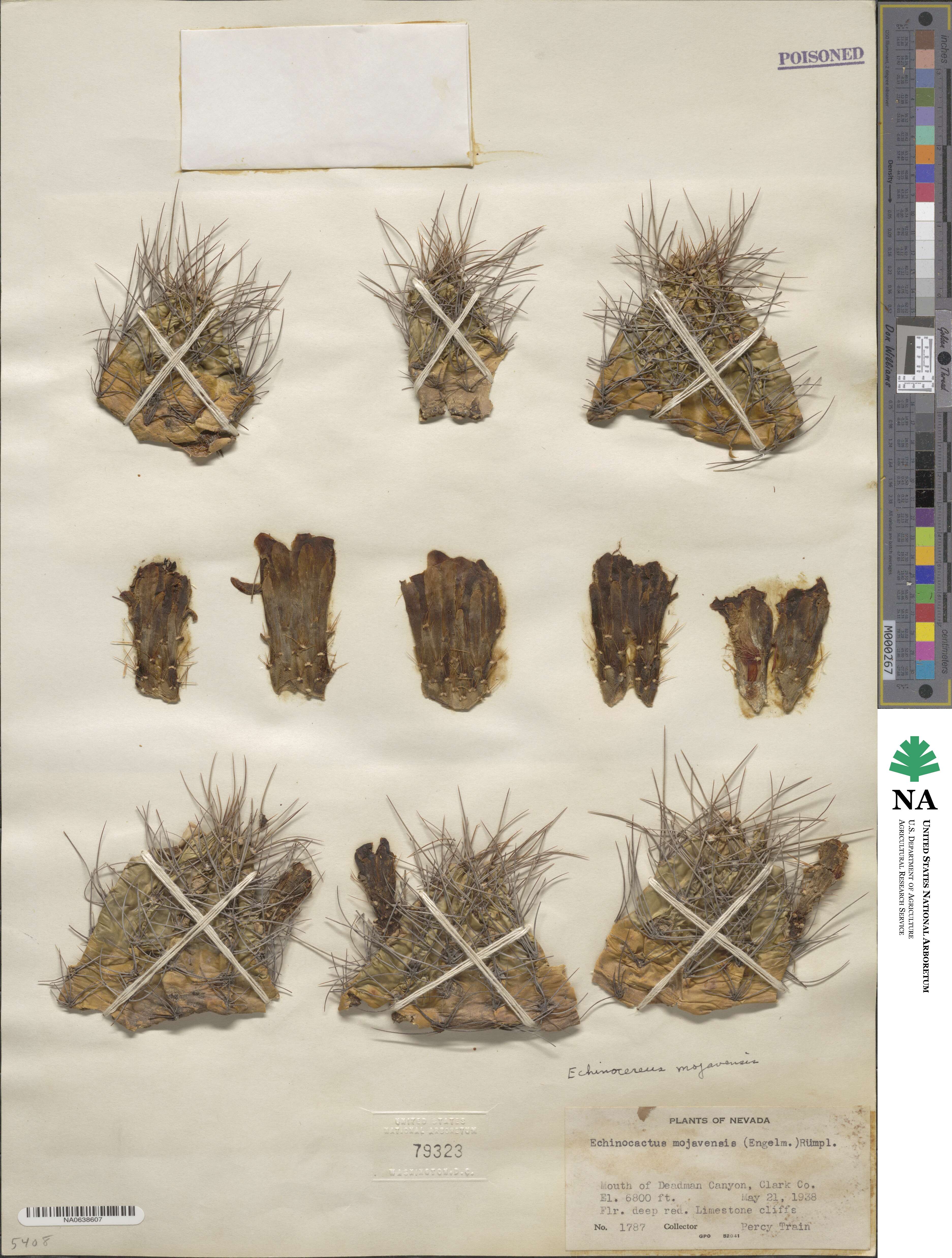 Echinocereus triglochidiatus subsp. mojavensis image