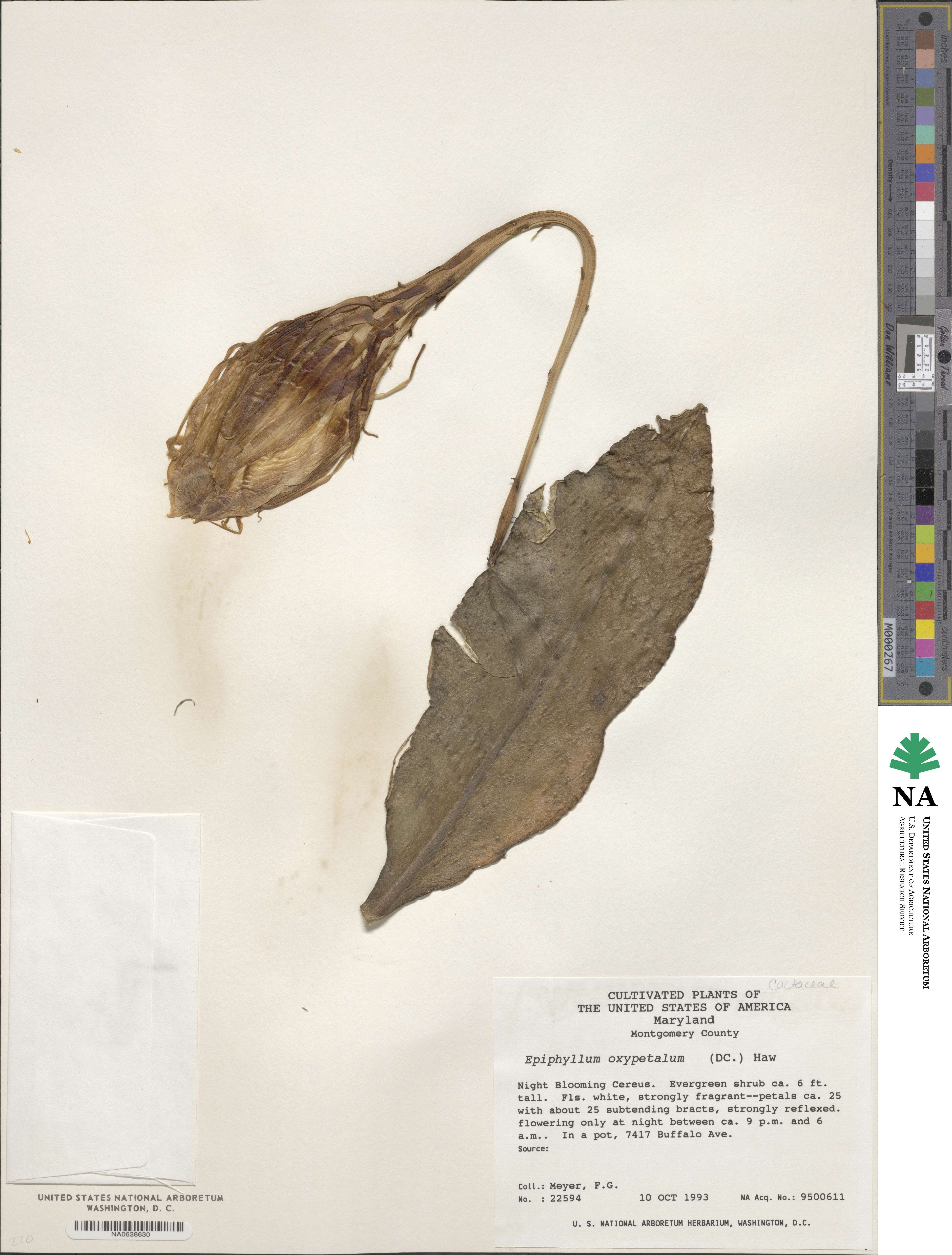 Epiphyllum image