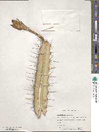 Image of Acanthocereus tetragonus