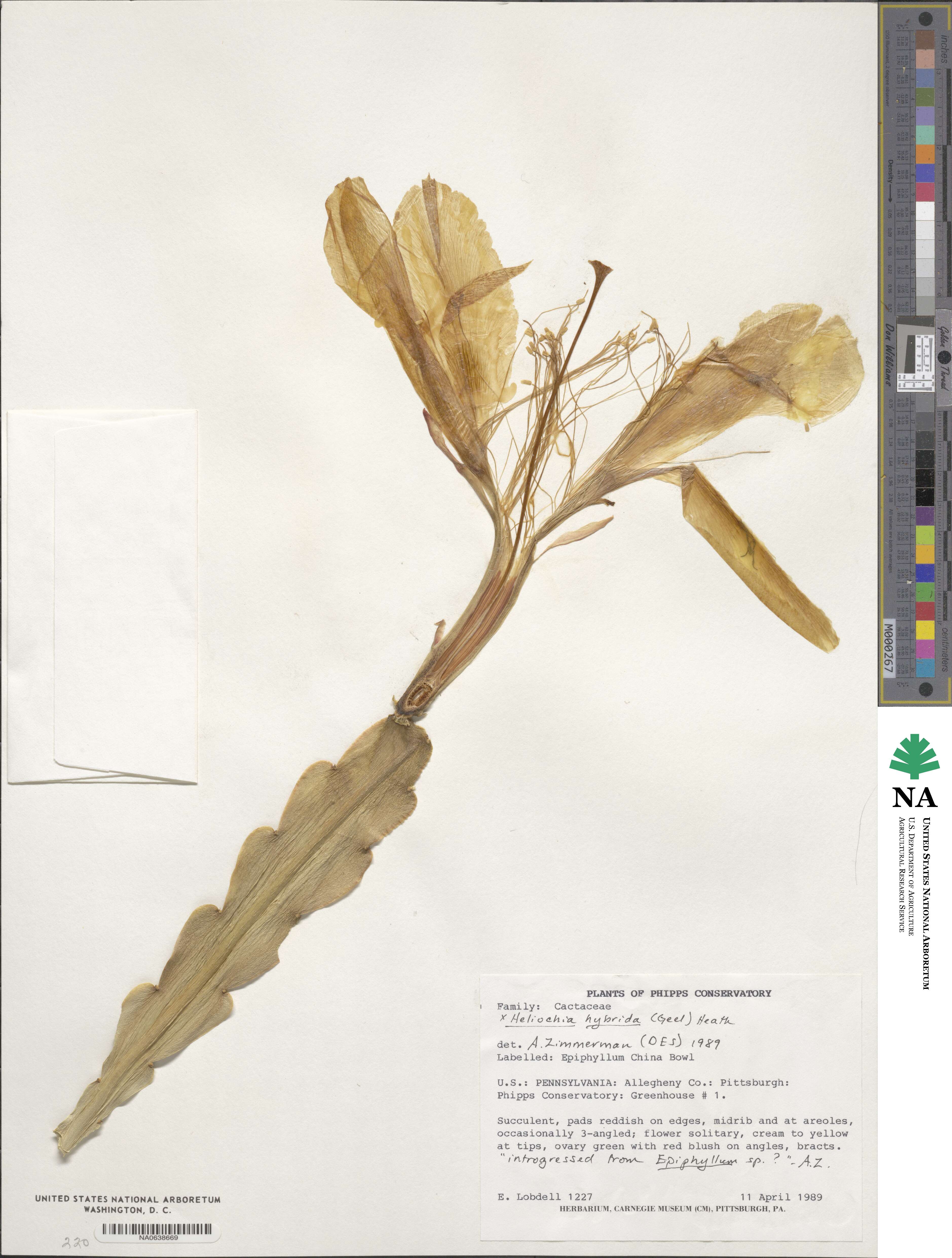 × Heliochia hybrida image