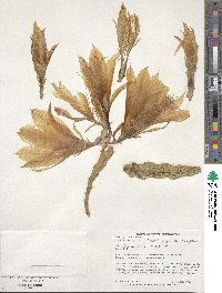 × Heliochia hybrida image