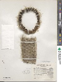 Image of Cephalocereus senilis