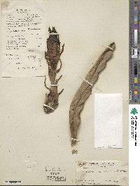 Selenicereus undatus image