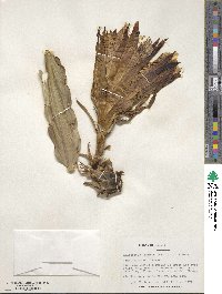 Selenicereus undatus image