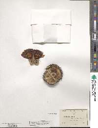 Echinocereus reichenbachii subsp. reichenbachii image