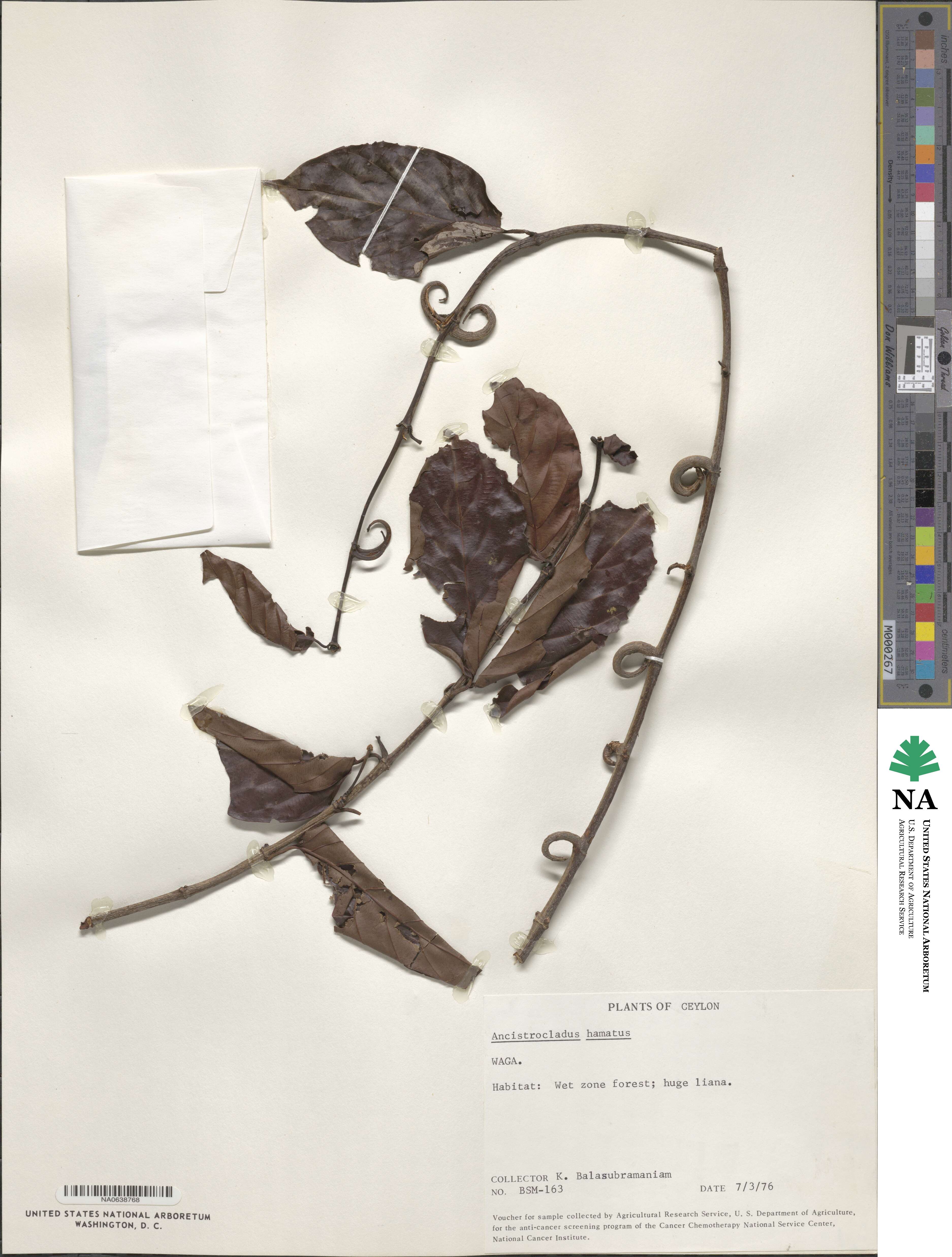 Ancistrocladus hamatus image