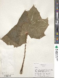 Image Associated With the Occurence