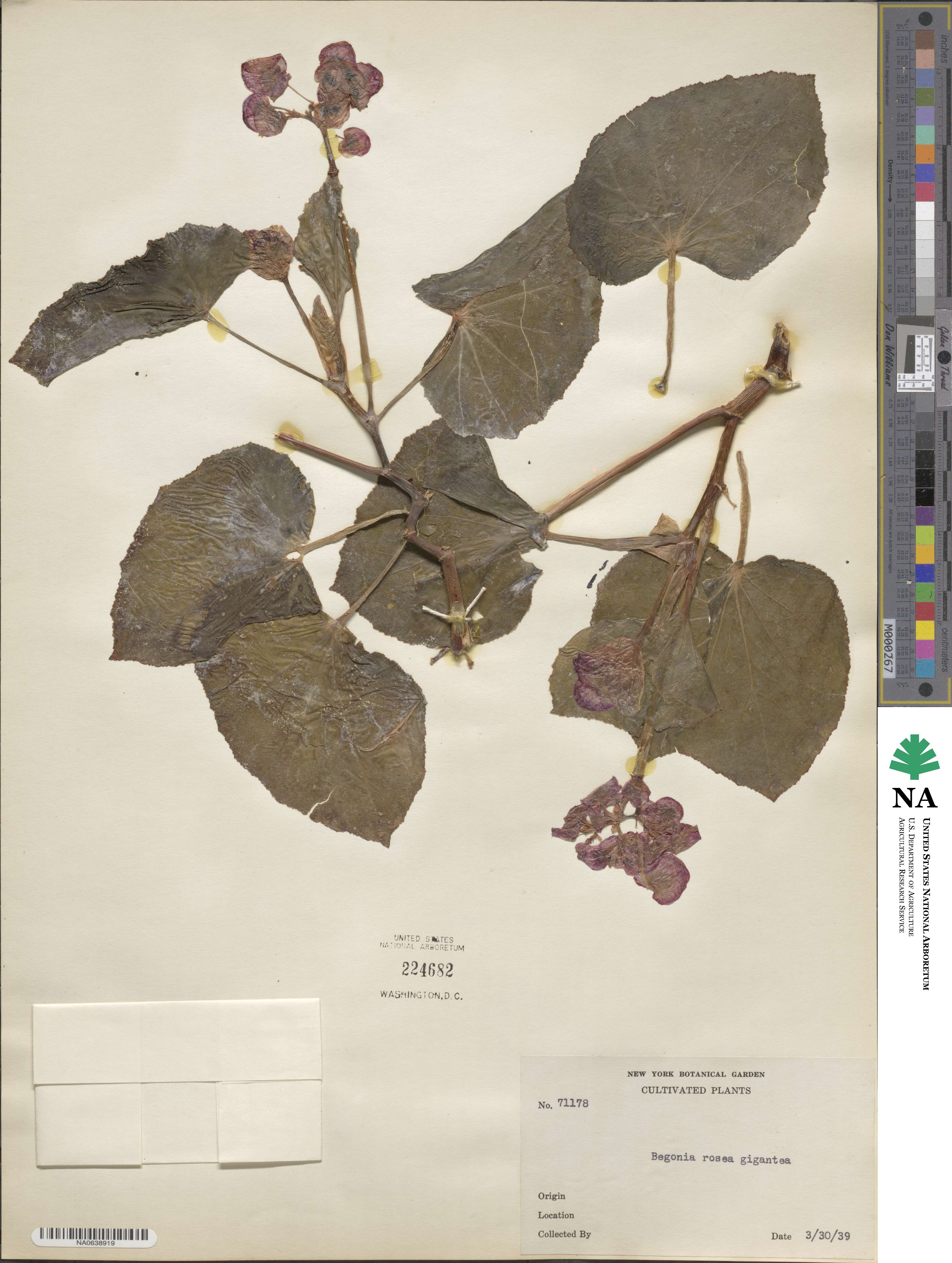 Begonia rosea image