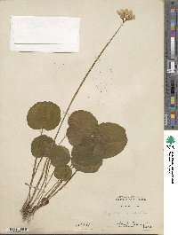 Begonia rotundifolia image