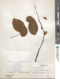 Begonia sanguinea image