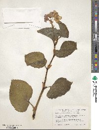 Begonia semperflorens image