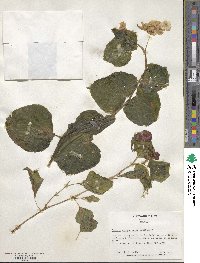 Begonia semperflorens image