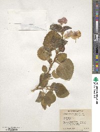 Begonia semperflorens image