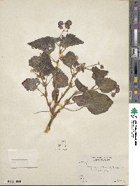 Begonia semperflorens image