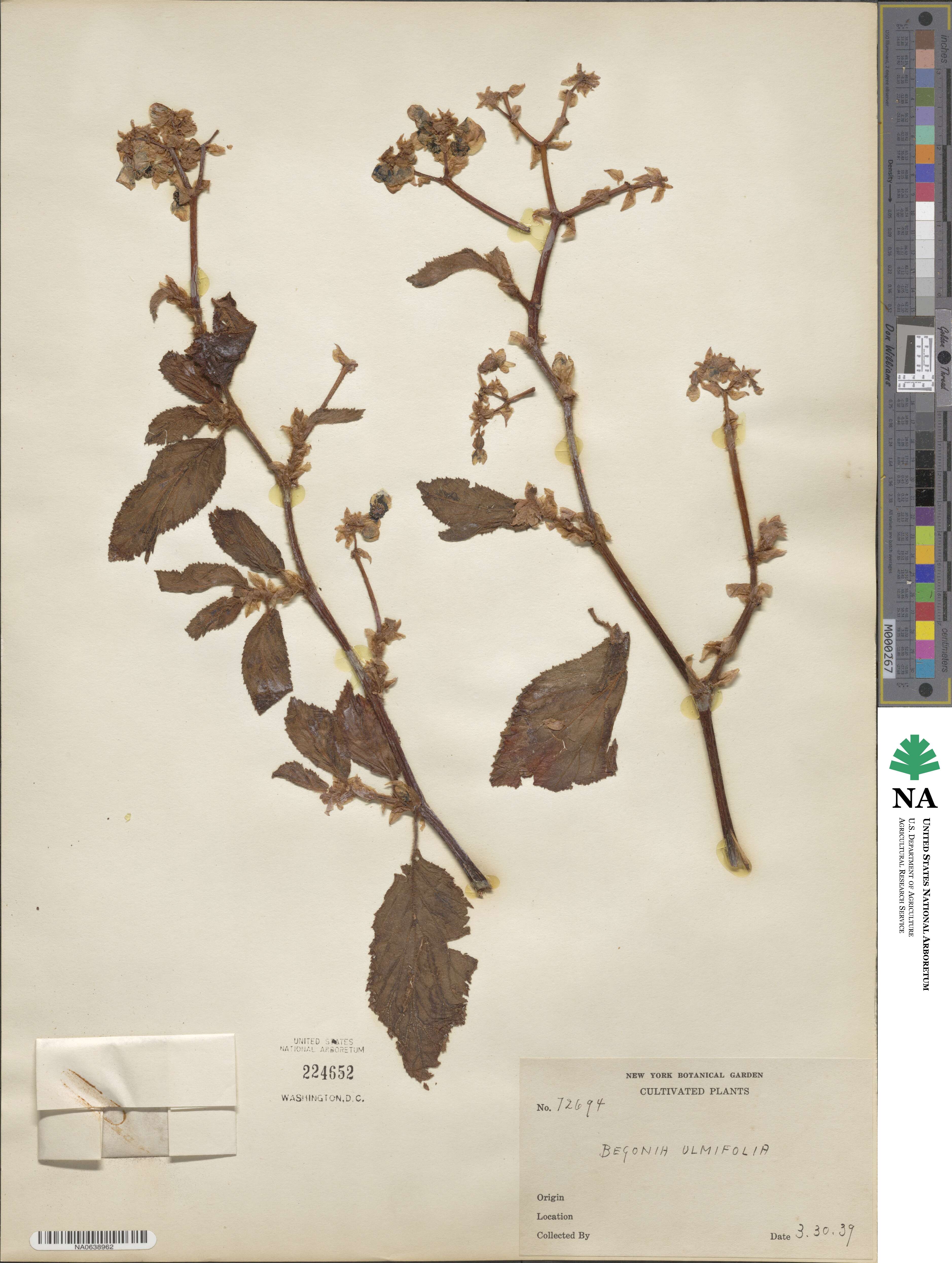 Begonia ulmifolia image