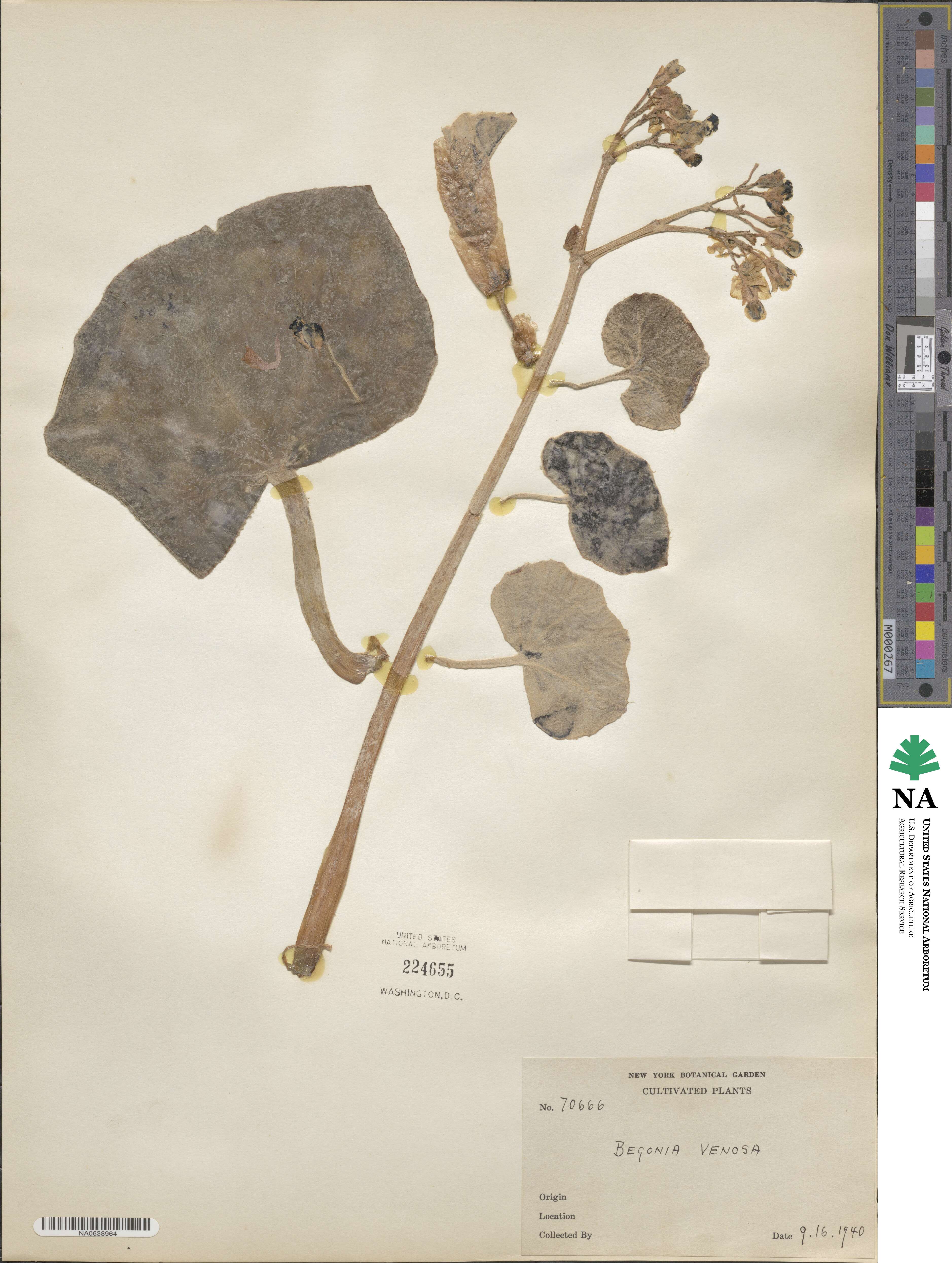 Begonia venosa image