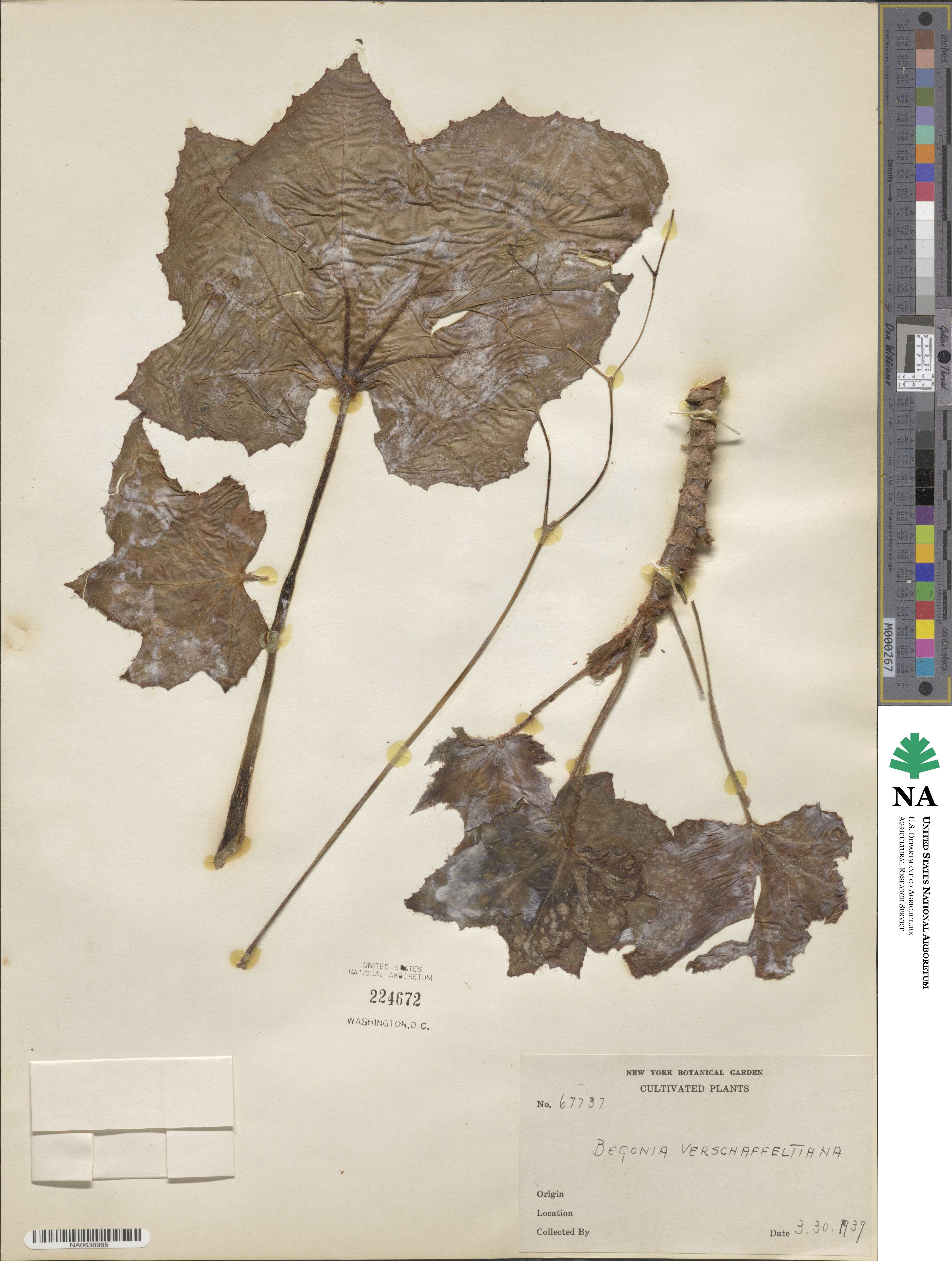Begonia × verschaffeltiana image