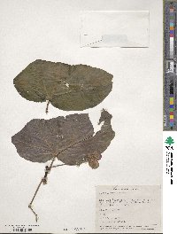 Begonia maculata image