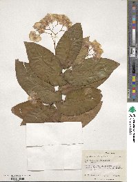 Begonia maculata image