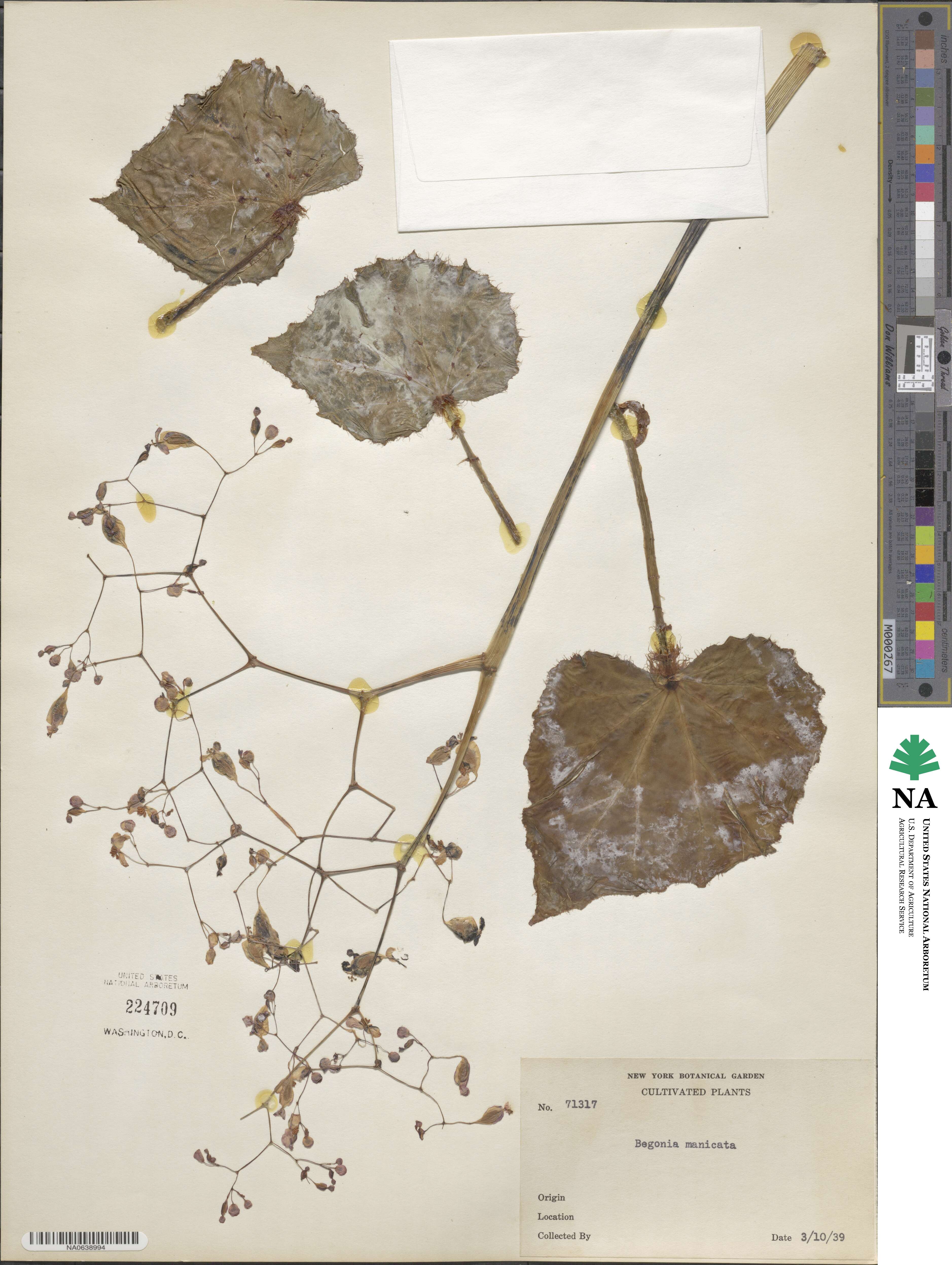 Begonia manicata image