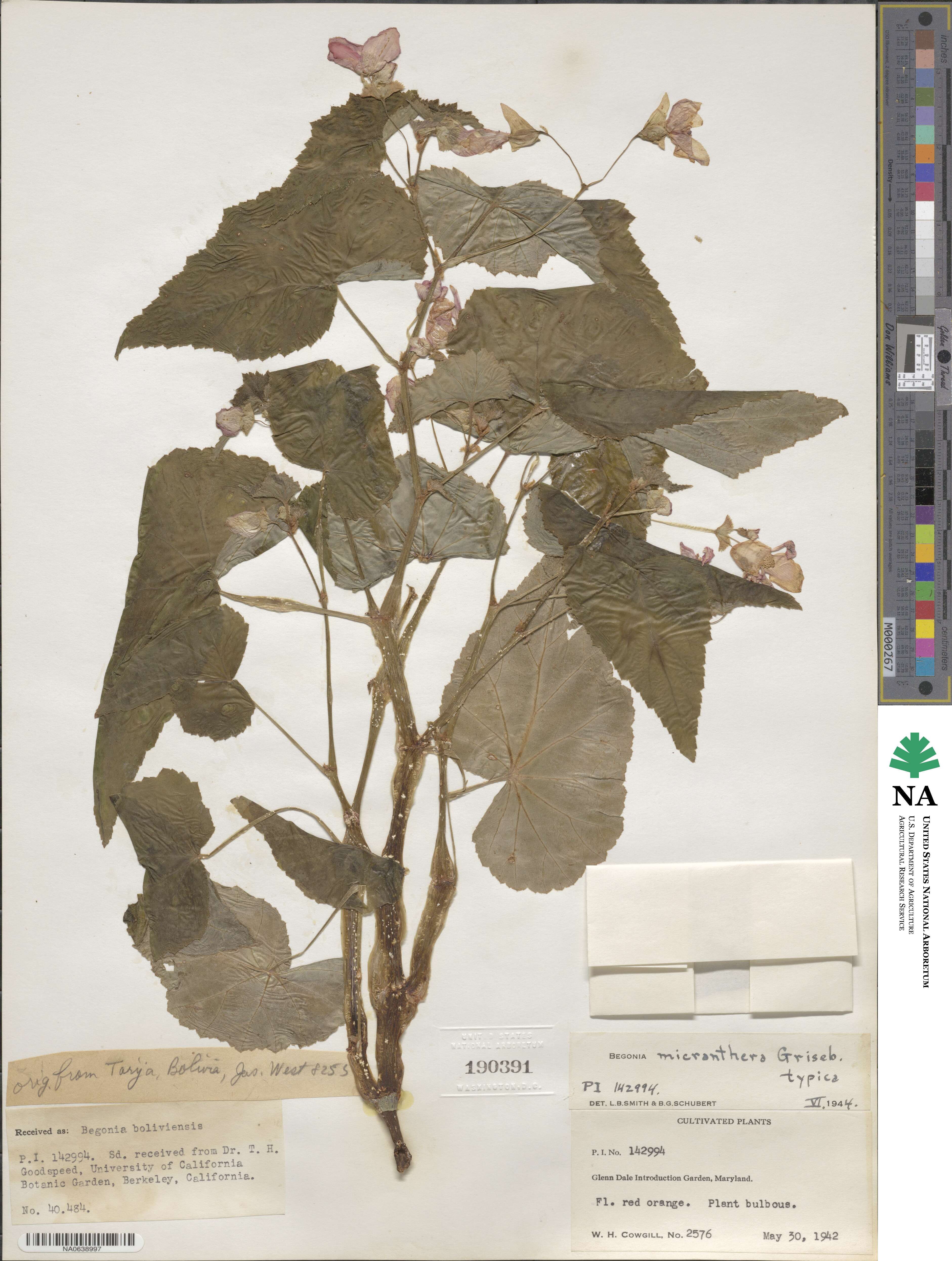 Begonia micranthera image