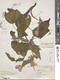 Begonia micranthera image