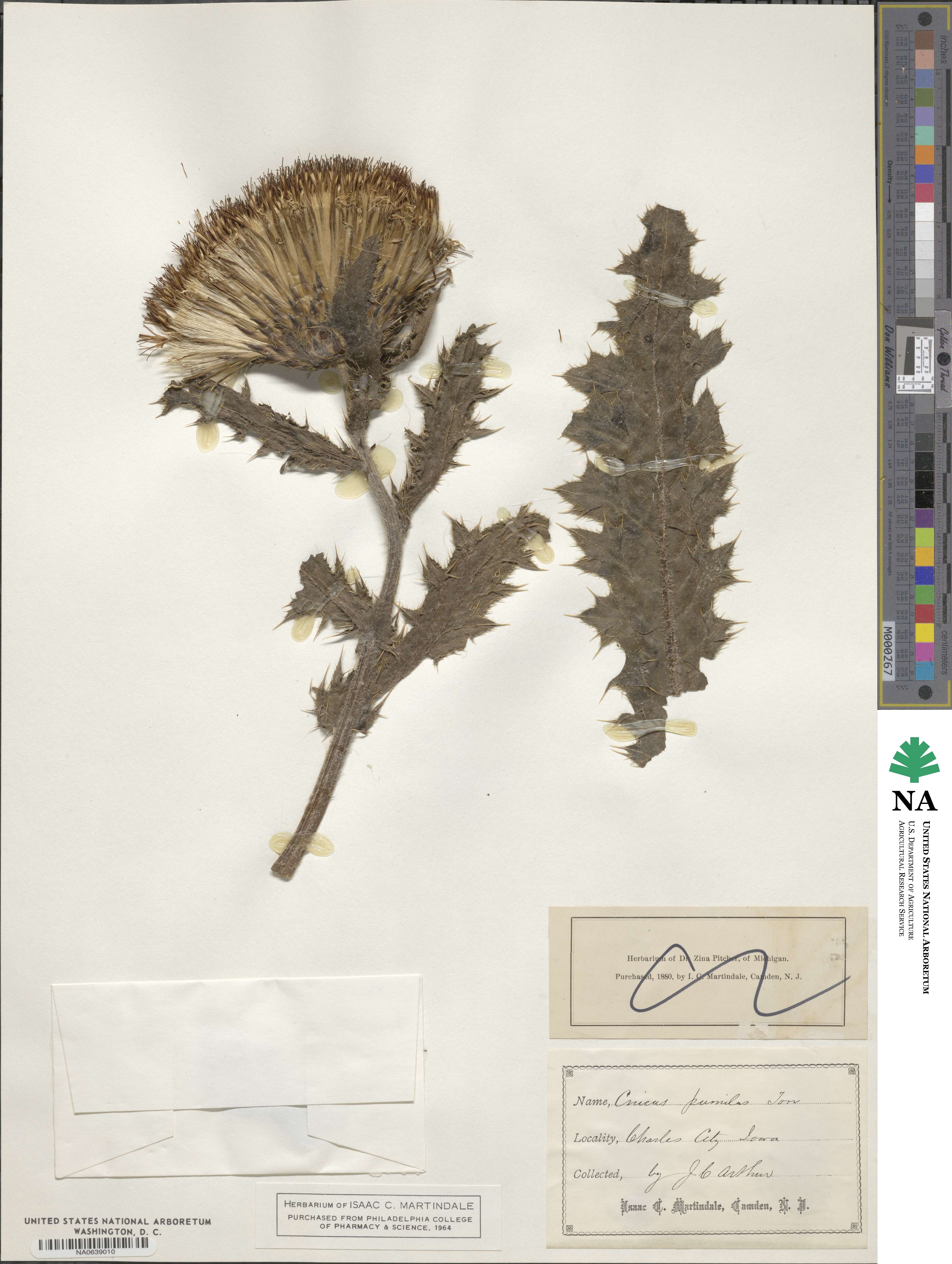 Cirsium pumilum image