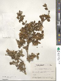 Archidasyphyllum diacanthoides image