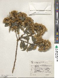 Dasyphyllum tomentosum image