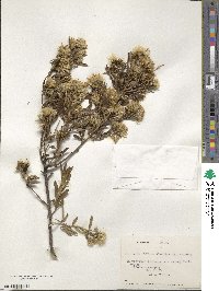 Gochnatia foliolosa image