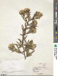 Gochnatia foliolosa image