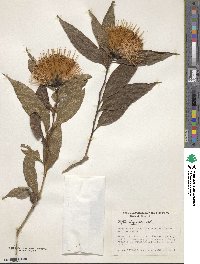 Stifftia chrysantha image