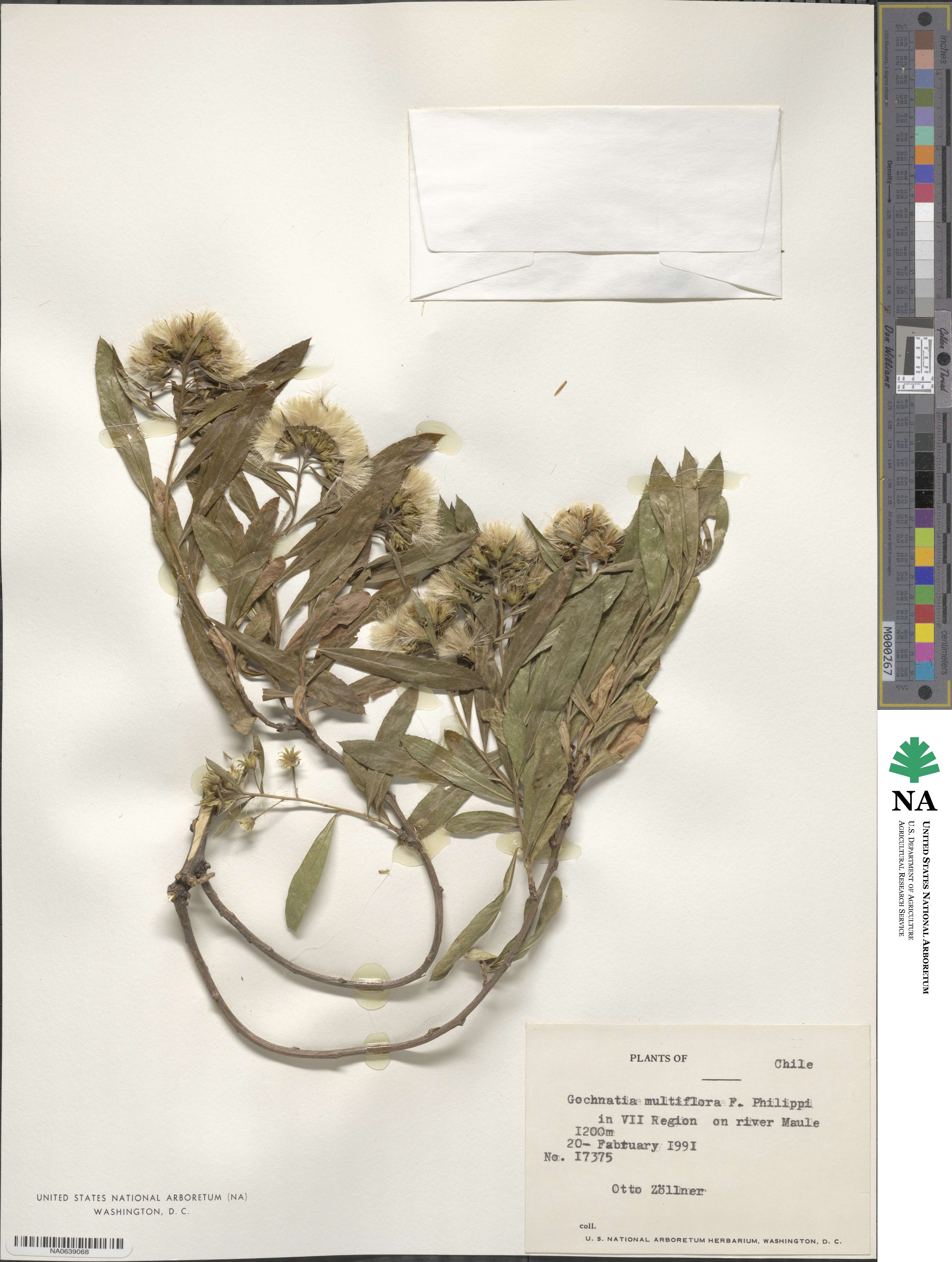 Gochnatia foliolosa var. fascicularis image