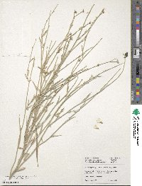 Hyalis argentea image