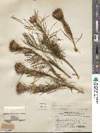 Gypothamnium pinifolium image