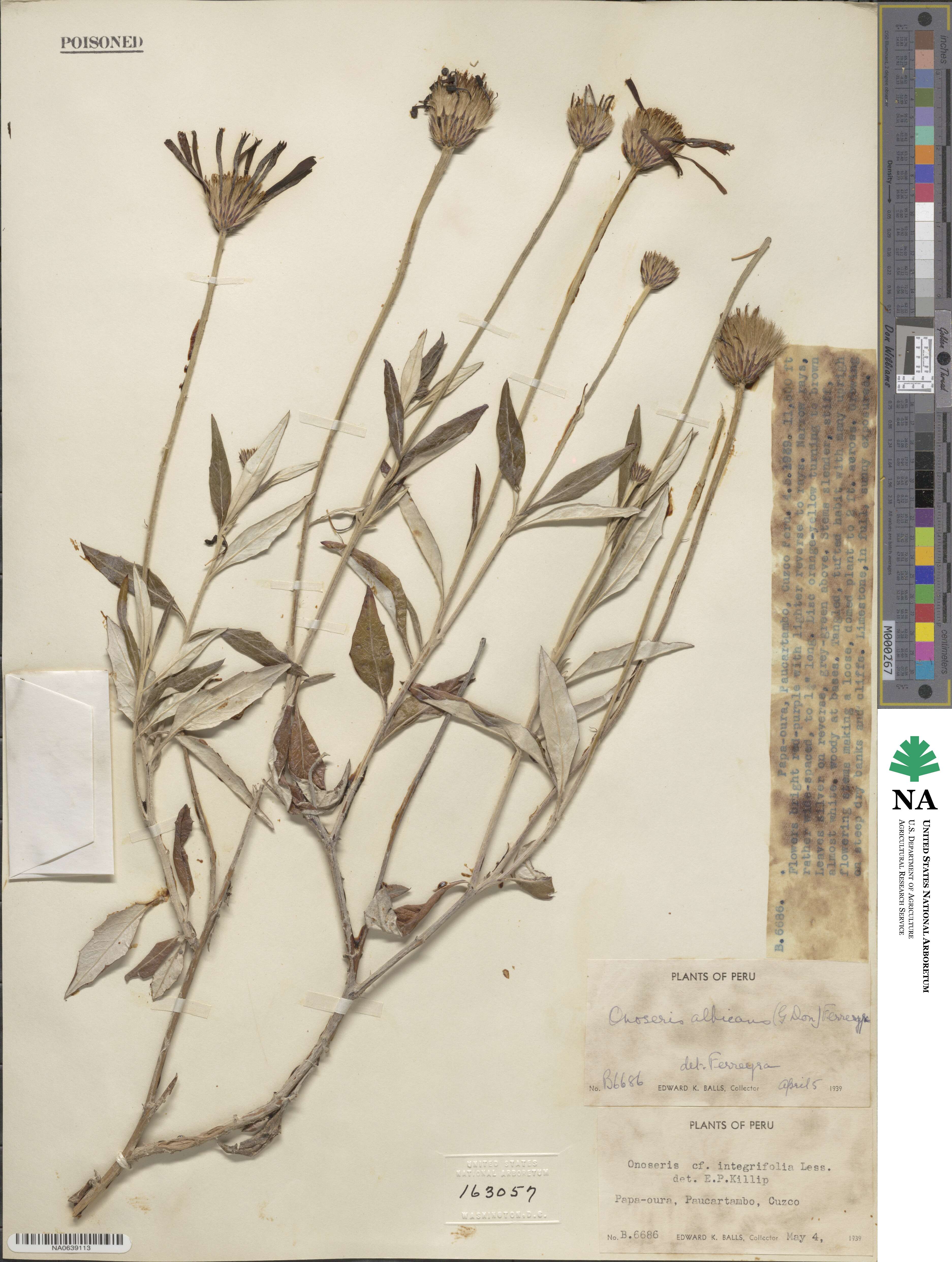 Onoseris albicans image