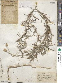 Onoseris hyssopifolia image