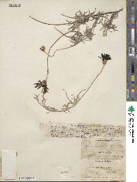 Onoseris hyssopifolia image