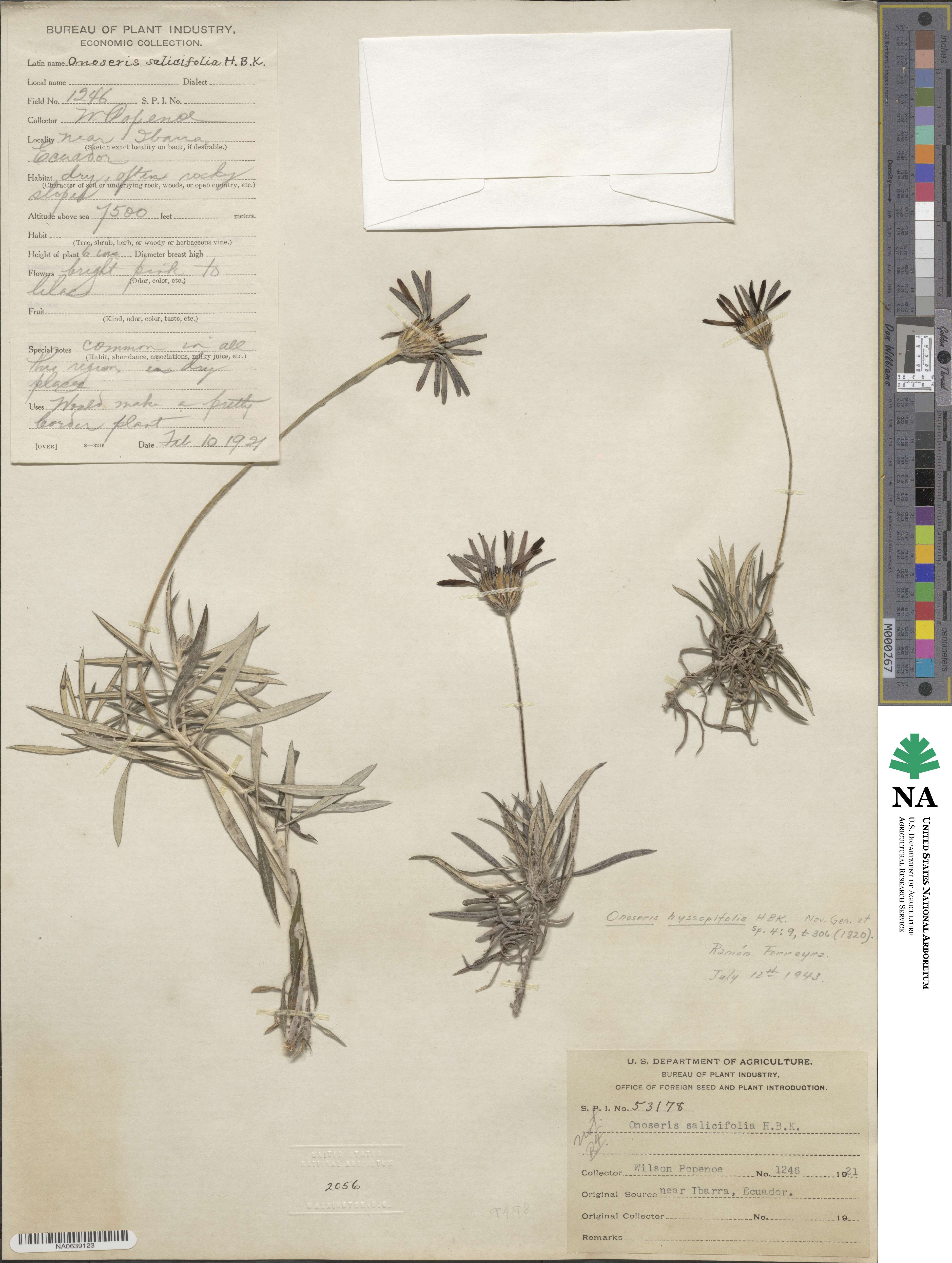 Onoseris hyssopifolia image