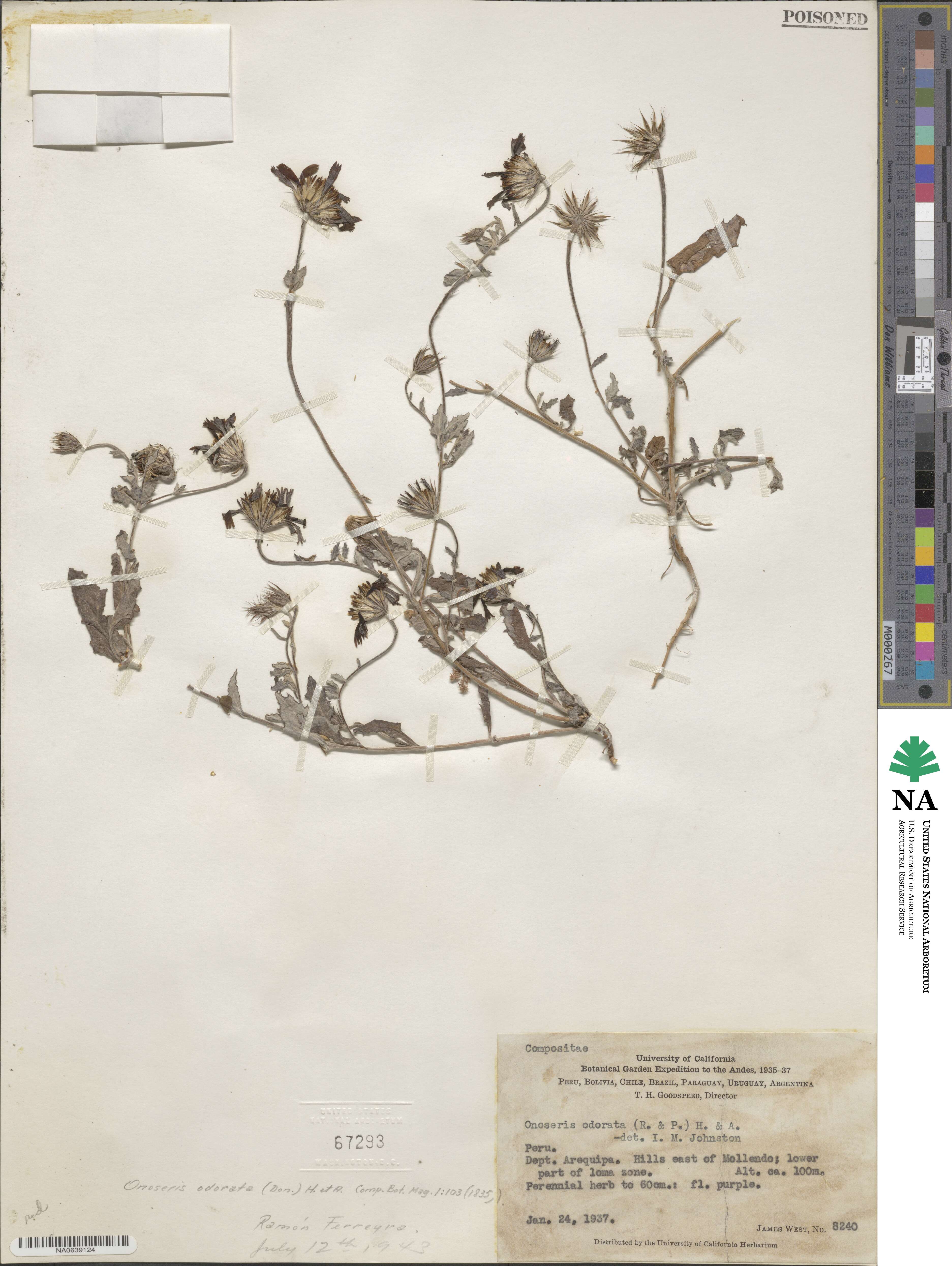 Onoseris odorata image