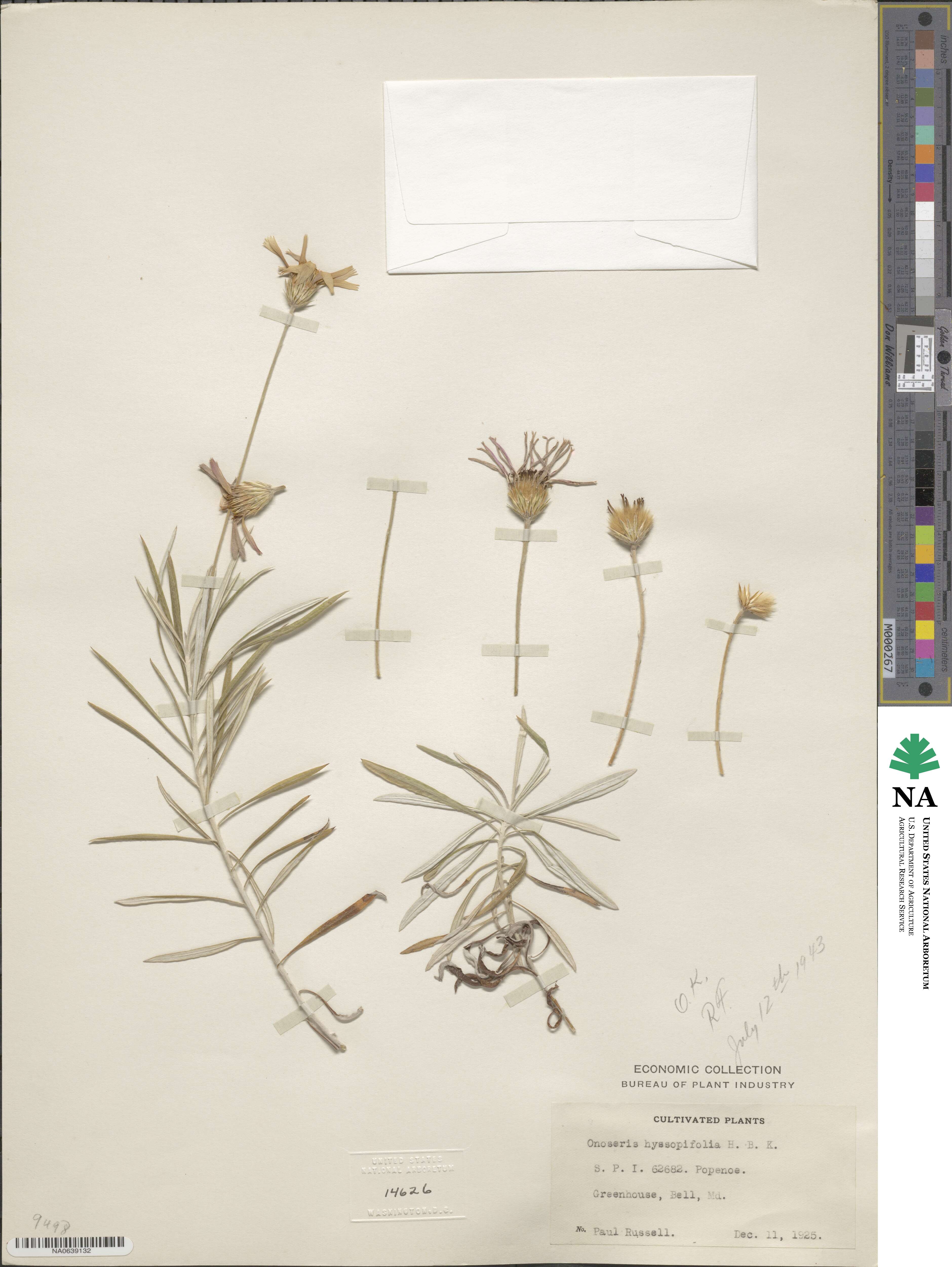 Onoseris hyssopifolia image