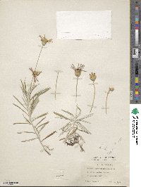 Onoseris hyssopifolia image