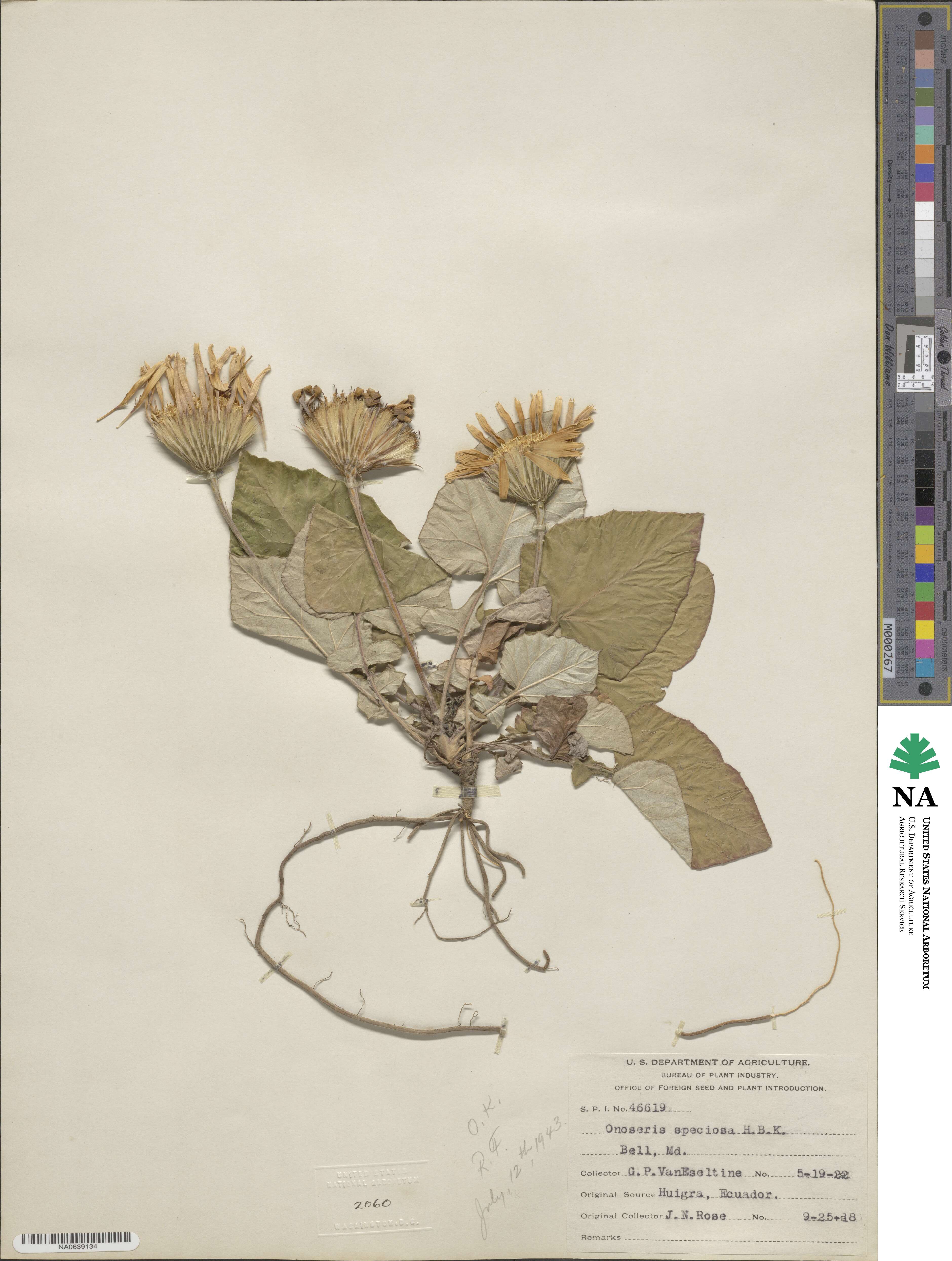 Onoseris speciosa image