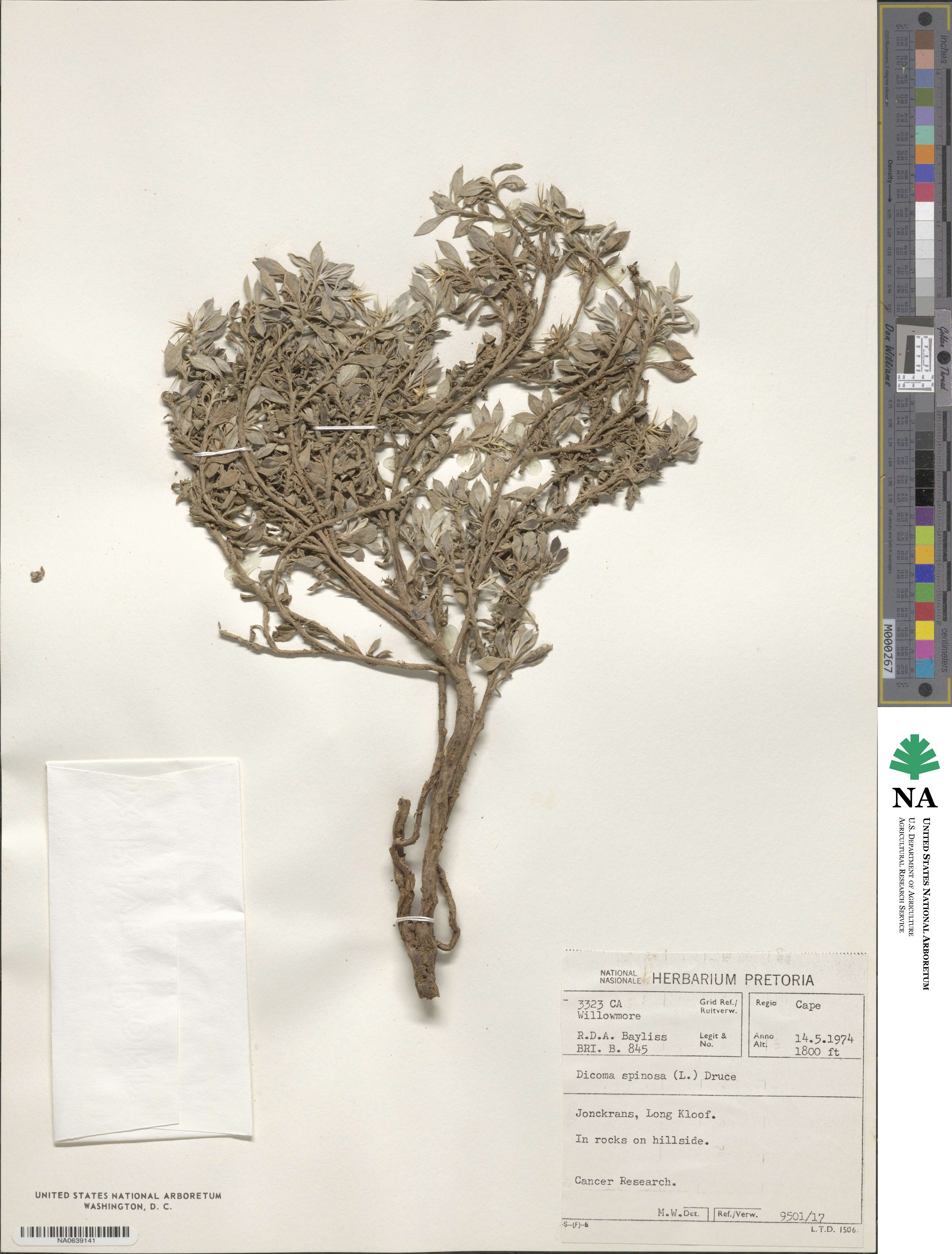 Macledium spinosum image