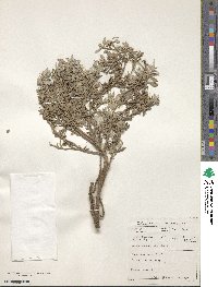 Image of Macledium spinosum