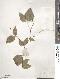 Image of Pertya cordifolia