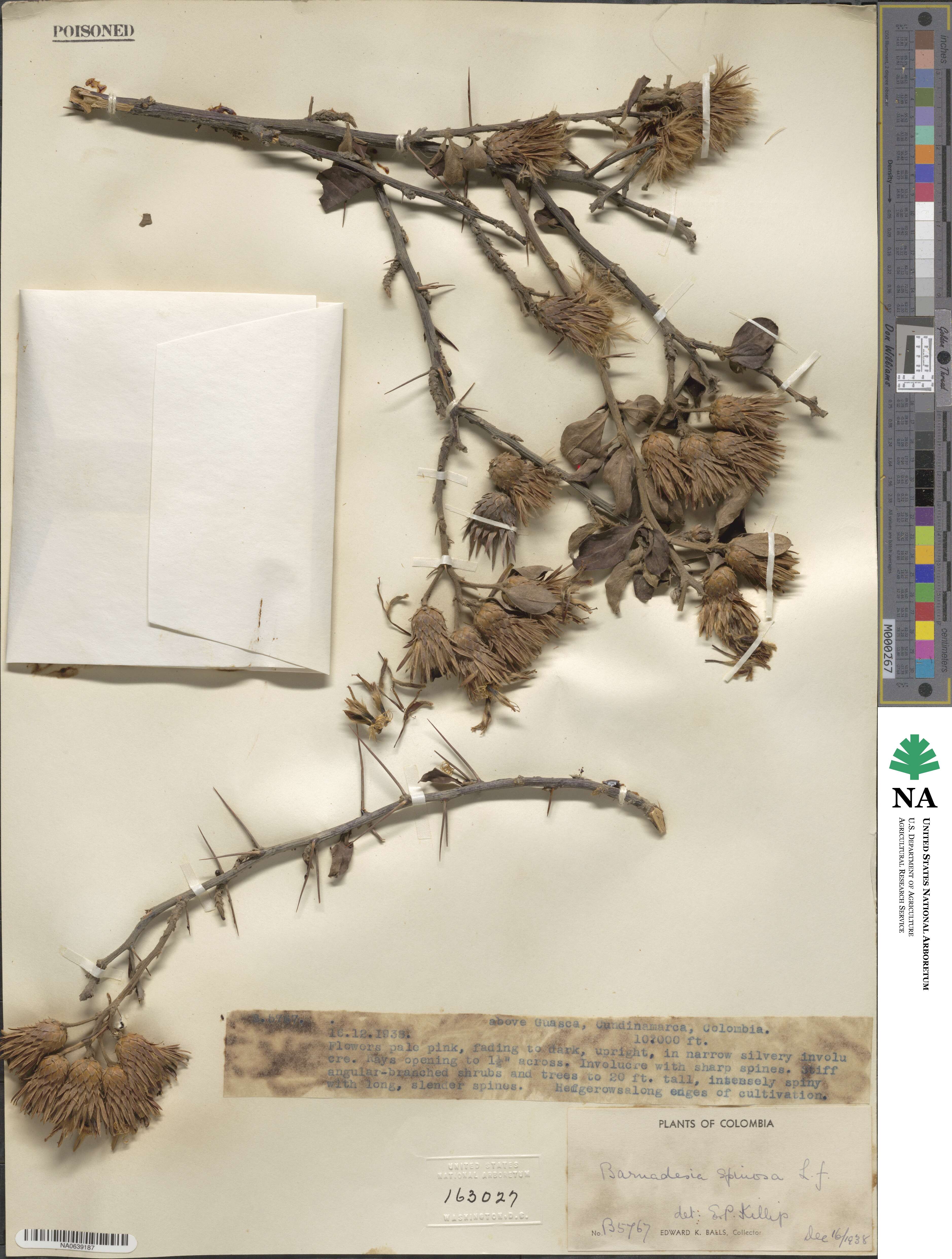 Barnadesia spinosa image