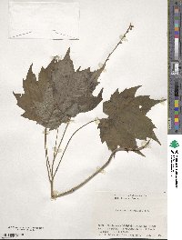 Ainsliaea acerifolia image