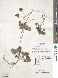 Ainsliaea apiculata image