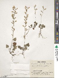 Ainsliaea apiculata image